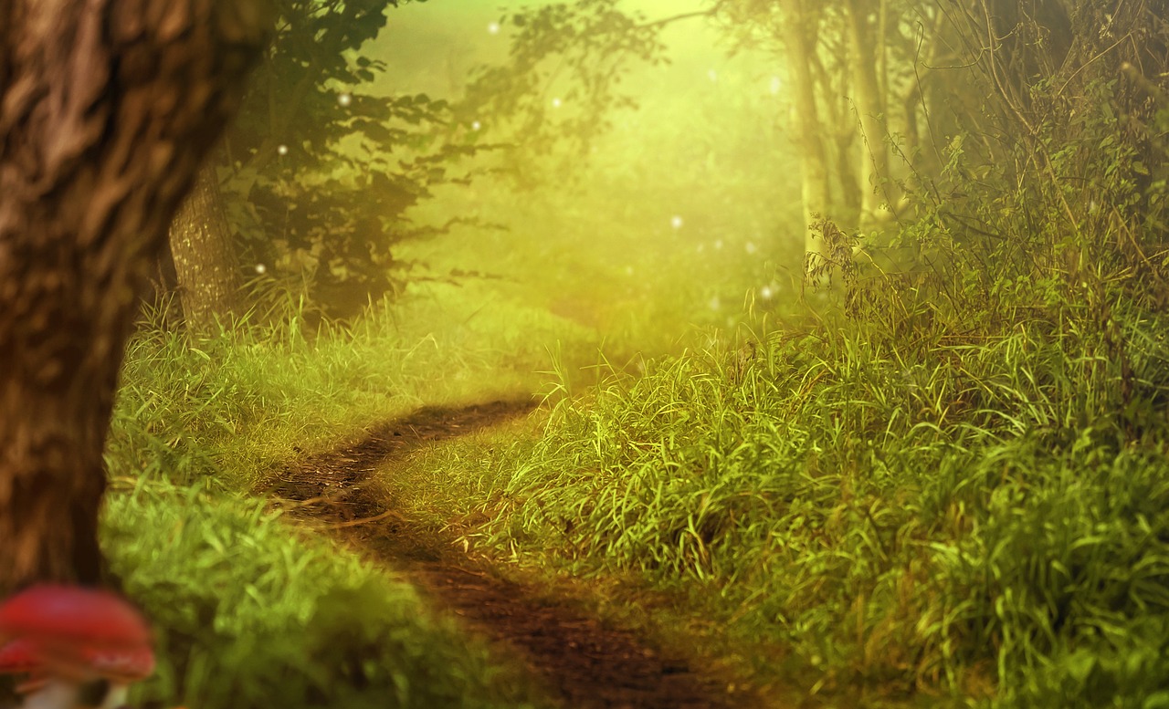 Stiller Waldweg im goldenen Licht