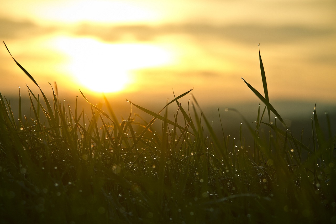 Sonnenaufgang über taunassen Gräsern