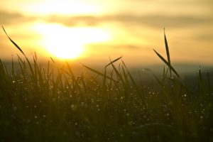 grass, sunrise, sun, nature, backlighting, morning mood, new beginning, sunlight, the atmosphere, sunrise, new beginning, new beginning, new beginning, new beginning, new beginning, sunlight, sunlight
